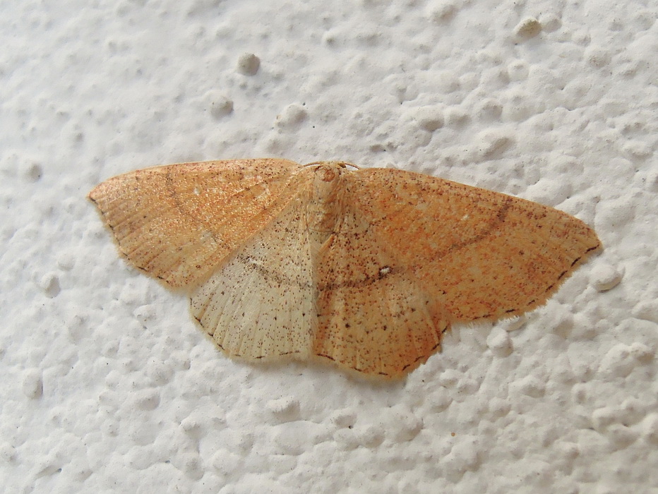 Cyclophora linearia ?? S